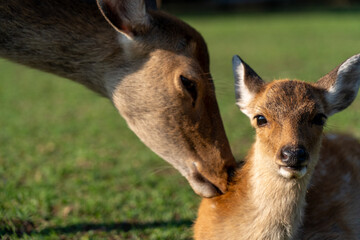 A fawn and mother in the wild.
The photo was taken in Nara, Japan.