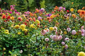 dahlias in the fall garden