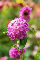 Obraz premium dahlias in the fall garden