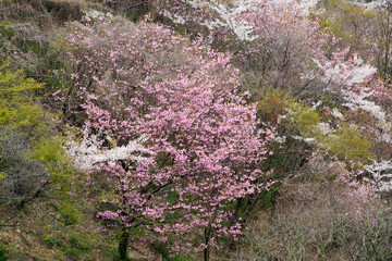 春の里山