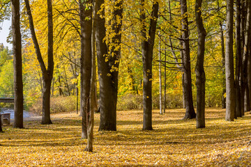 Autumn city park during September fall of yellow leaves.