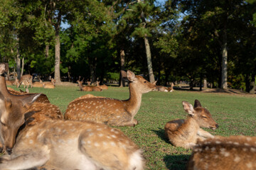 Deer in the wild.
The photo was taken in Nara, Japan.