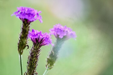 非常に珍しいヤナギハナガサの仲間でダキハアレチハナガサという野草