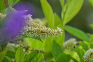 解毒作用や発汗促進などの効用があるサラシナショウマは薬草でも使用されます