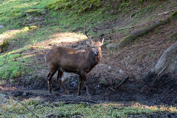 A buck in the wild.
The photo was taken in Nara, Japan.