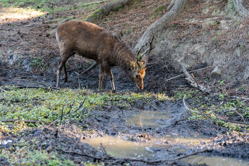 A buck in the wild.
The photo was taken in Nara, Japan.