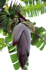 plátanos pequeños en proceso de maduración saliendo del corazón 