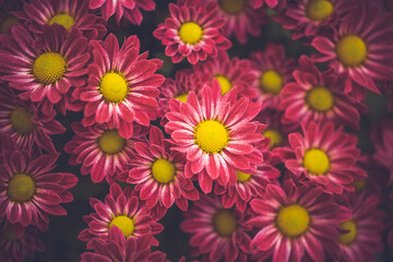 Vintage floral background. Magenta red Chrysanthemum bouquet close up