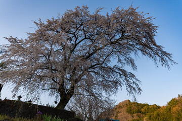 Fototapeta premium 上発知のしだれ桜