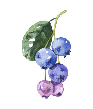 Hand drawn watercolor painting blueberry on white background. Realistic illustration of berries