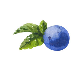 Watercolor Blackthorn berrie with leaf on white background.