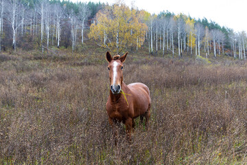 beautiful wild young horse