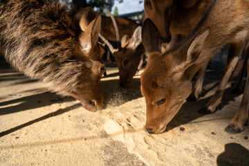 Wild deer gather to feed.
The photo was taken in Nara, Japan.