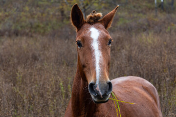 Fototapeta premium beautiful wild young horse