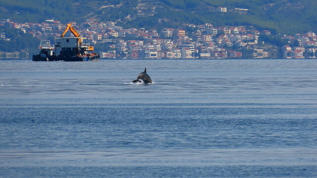 Springender Delfin, Delphin neben Arbeitsboot in der kroatischen Adria