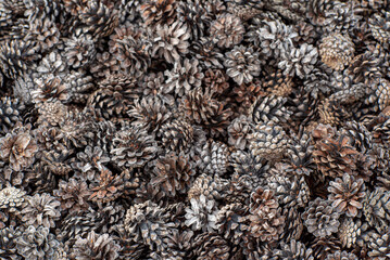 cones in the garden, organic mulch