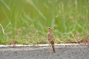 Indochinese Bushlark on the road with grass background. 