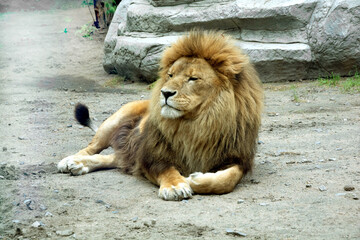 The lion is resting on the ground