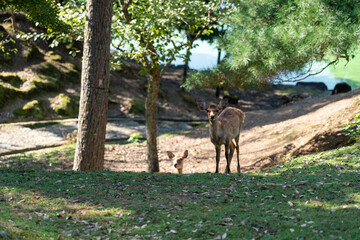 Naklejka na ściany i meble Two wild deer. The photo was taken in Nara, Japan.