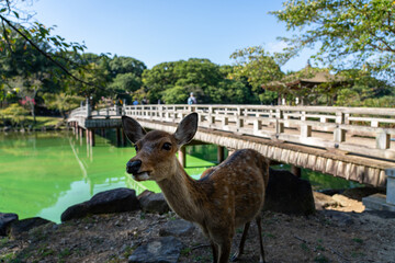A wild deer.
The photo was taken in Nara, Japan.