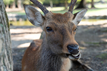 A close-up of a wild buck.
The photo was taken in Nara, Japan.