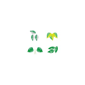 monstera lefe ilustration