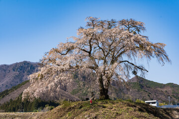 上発知のしだれ桜