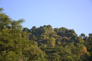 Trees and landscapes.