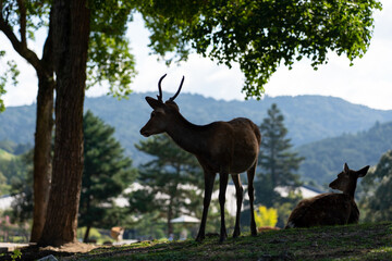 A male wild deer.
The photo was taken in Nara, Japan.