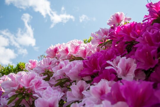 合弁花類 Images Browse 23 Stock Photos Vectors And Video Adobe Stock