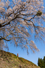 上発知のしだれ桜