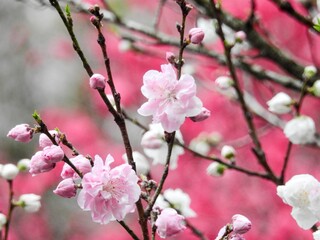 サクラに似ていますが、1本の木から赤・白・ピンクや斑の花を咲かせるハナモモは一味違うきれいさがあります