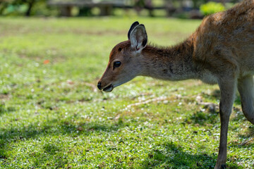 A fawn in the wild.
The photo was taken in Nara, Japan.