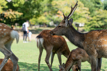Naklejka na ściany i meble A herd of deer in the wild. The photo was taken in Nara, Japan.
