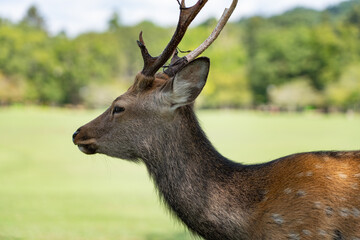 A male wild deer.
The photo was taken in Nara, Japan.