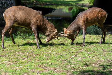 Male wild deer fighting in the wild.
The photo was taken in Nara, Japan.