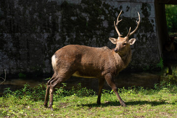 A male wild deer.
The photo was taken in Nara, Japan.