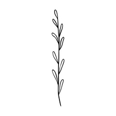 Wildflower outline hand drawn element. Herbs doodle botanical icon. Herbal and meadow plant, grass.