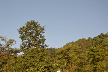 Trees and landscapes.