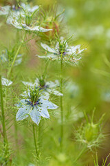 nigella flowers in the garden