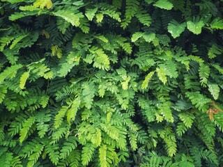 green fern background
