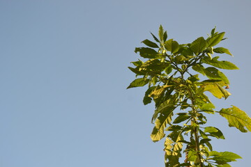 green leaves against blue sky