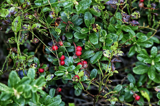 Plenty of cranberries and blueberries in wet green foliage