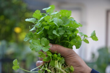 corriander leaves in human hand.