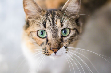 gatito de ojo verdes