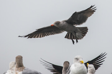 Heerman's Gull Banks Towards A Landing Spot