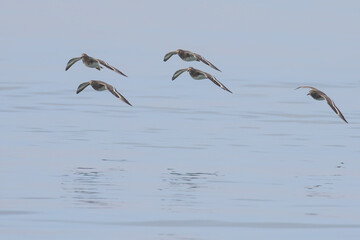 Flock of Black Turnstone Shorebirds in Flight Over Puget Sound