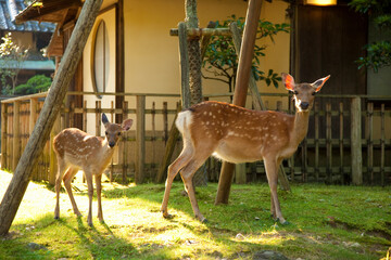 旅館を訪れる奈良公園の親子鹿