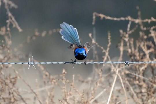 Purple Backed Fairywren - With Attitude