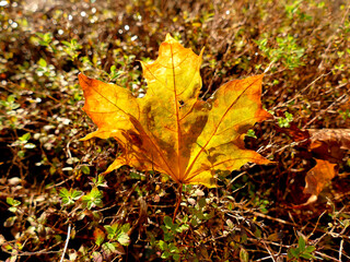 autumnal colored maple leaf in backlit
